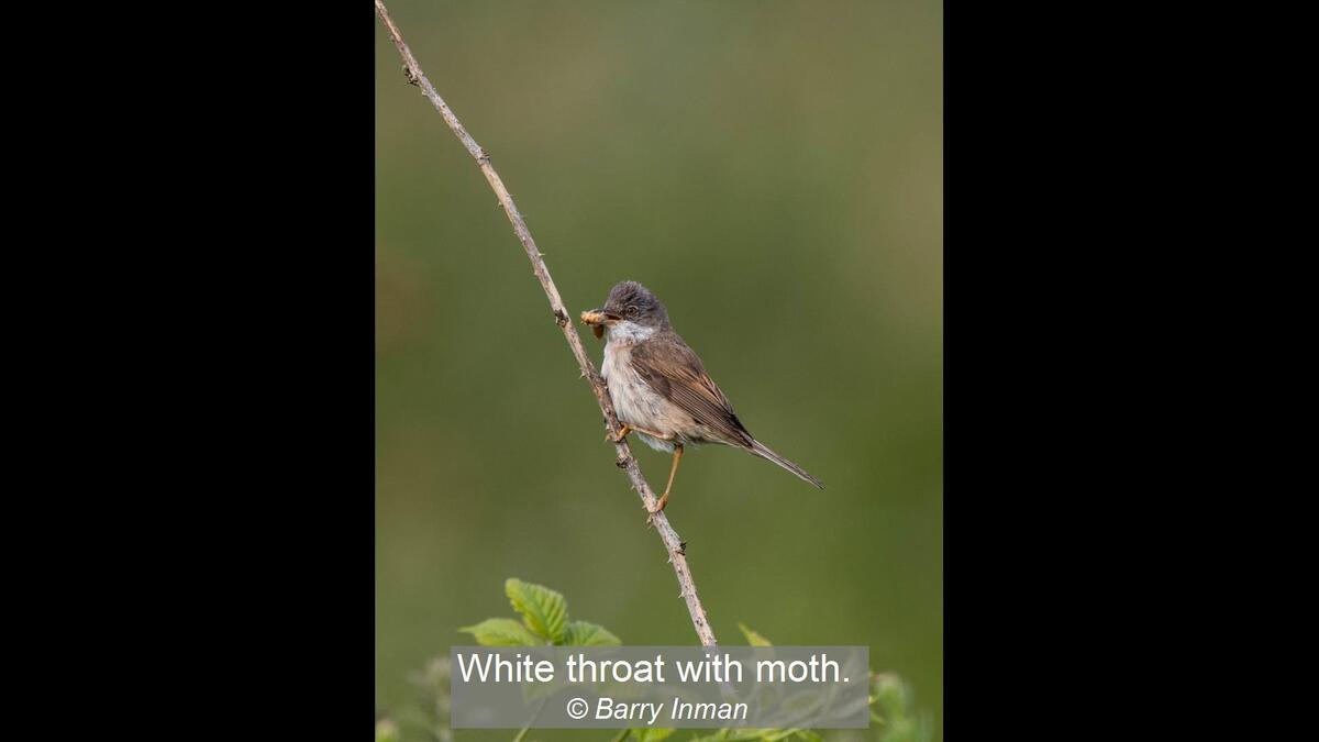 Whitethroat with moth.